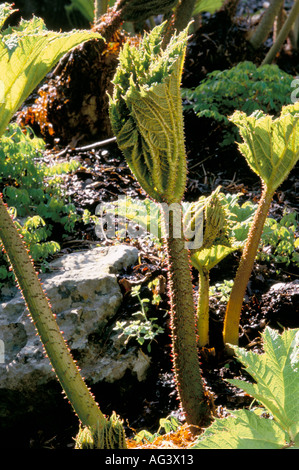 Gunnera manicata young Stock Photo