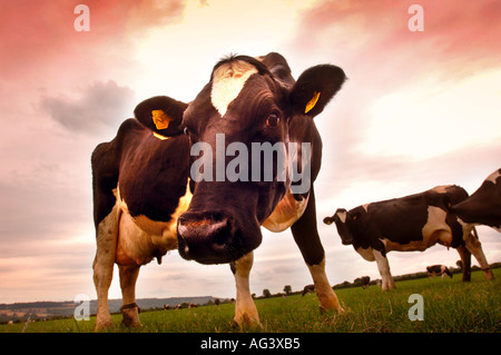 FRIESIAN COWS AFTER MILKING ON A DAIRY FARM IN GLOUCESTERSHIRE UK Stock Photo