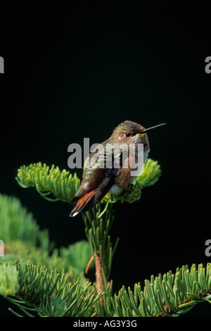 A female Rufous hummingbird (Selasphorus rufus) feeding at a flower in ...