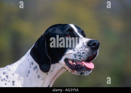 English Pointer Head Profile Near Farmland Indiana Stock Photo