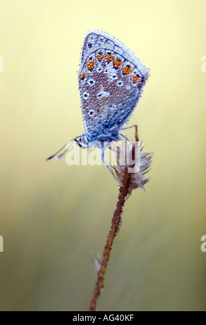 Polommatus icarus. Common blue butterfly on grass in shadow in the English countryside Stock Photo