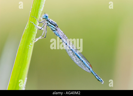 Enallagma cyathigerum. Common blue damselfly on reed with dew drops close-up in the English countryside Stock Photo