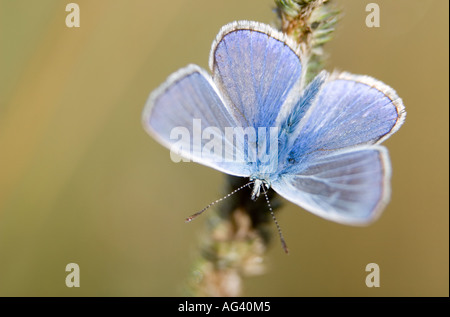 Polyommatus icarus. Common blue butterfly on dry grass in the English countryside Stock Photo