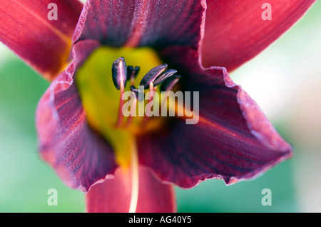 Close-up of red yellow lily flower showing filaments and stamen in the summer sun against green background Stock Photo