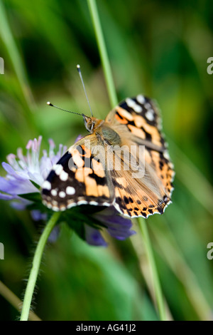 Painted lady butterfly with wings spread out portrait in the English countryside Stock Photo