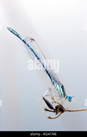 Enallagma cyathigerum. Male common blue damselfly with dew resting on grass in the early morning Stock Photo