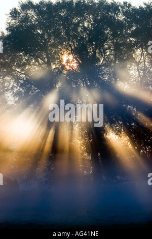 Sun rays through a tree in early morning misty English countryside. Oxfordshire, England Stock Photo