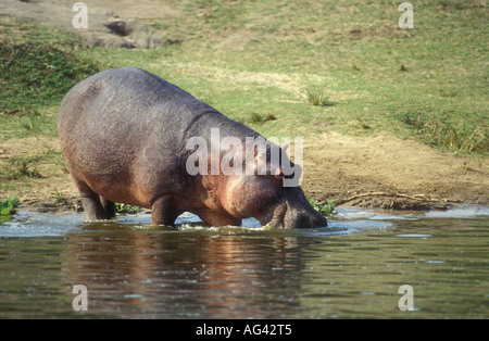 Hippo entering the water in Kazinga Channel Queen Elizabeth National Park Uganda Seen from the launch Stock Photo