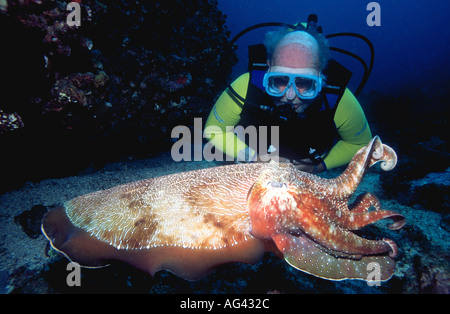 A male Scuba Diver watching giant Australian Cuttlefish, Sepia apama. Stock Photo