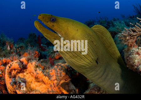 Green Moray Eel (Gymnothorax funebris) in Palm Beach, FL. Stock Photo