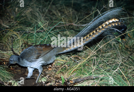 Male Superb Lyrebird,  Menura novaehollandiae is a large Australian songbird noted for its tail  and clever mimicry of sounds. Stock Photo
