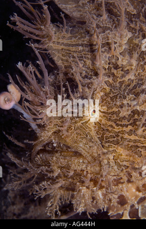 Striated Frogfish (Antennarius striatus), a type of angler fish, in Singer Island, FL. Stock Photo