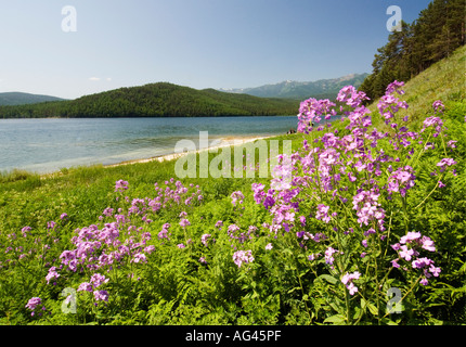 Wild flowers in Zaibaikal National Park beside Lake Baikal Siberia Russia 2006 Stock Photo