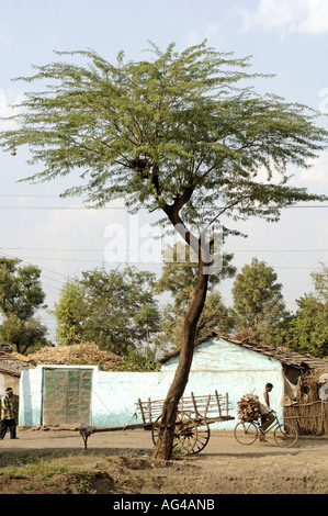 Village life, Akola, Akot, Maharashtra, India, Asia Stock Photo - Alamy