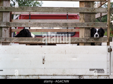 Sheep dogs in the back of a truck on a country road Stock Photo