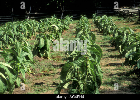 Tobacco growing at Colonial Williamsburg Virginia. Photograph Stock Photo