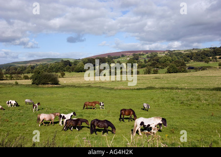 Countryside and horses around Colne and Foulridge Stock Photo