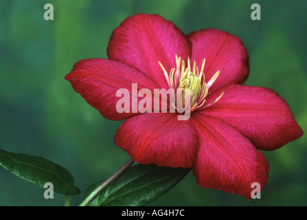 Clematis Ville de Lyon Wisley Royal Horticultural Gardens Surrey England Stock Photo