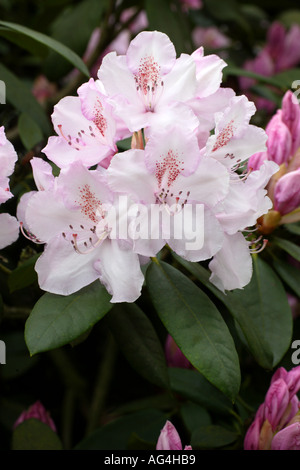 Rhododendron ‘Mrs Charles E. Pearson’ Stock Photo - Alamy
