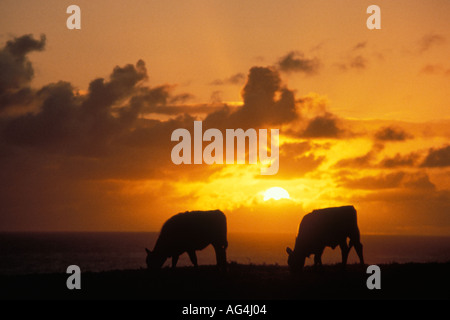 Cows graze on grass silhouetted by a rising sun on the north shore of Maui Stock Photo