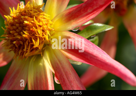 Dahlia sp flower Stock Photo