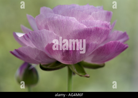 Ranunculus Bloomingdale Persian buttercup flower Stock Photo