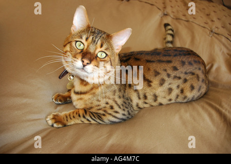 Bengal domestic cat lying down Stock Photo