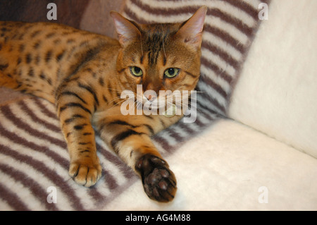 Pedigree Bengal domestic cat on black and white stripy background Stock Photo
