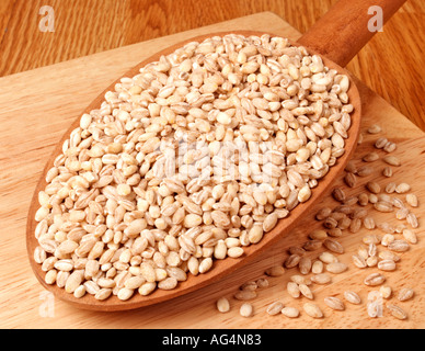 PEARL BARLEY Stock Photo