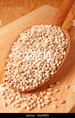 PEARL BARLEY Stock Photo
