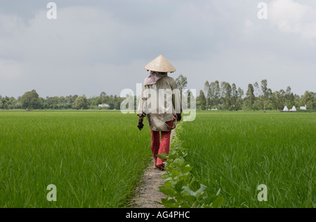 Paddy field worker in Mekong delta region of Vietnam Stock Photo