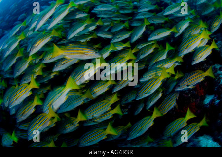 School of Blue and Gold Snapper (Lutjanus viridis) in Cocos Island, Costa Rica. Stock Photo