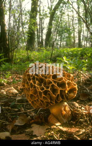 Common Morel Morcella esculenta fruiting body in spring woodland, Hawkes Wood, Thorpe Salvin, South Yorkshire, England Stock Photo