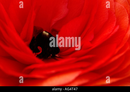 Ranunculus Bloomingdale Persian buttercup flower Stock Photo