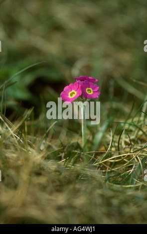 Scottish Primrose Primula scotica plant in flower, Orkney, Scotland Stock Photo