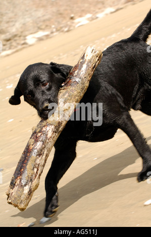 Dog on beach carrying large stick whilst playong Stock Photo