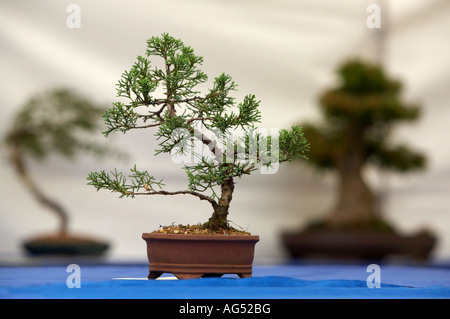 small bonsai tree on display with other bonsai trees in the background Stock Photo