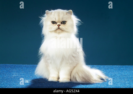 Persian cat ( silver shaded ) - sitting Stock Photo