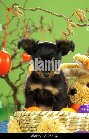 Russian Toy Terrier - puppy with Easter eggs Stock Photo