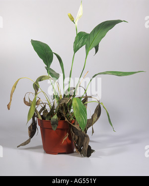 Peace lily Spathyphyllum sp dying overwatering onset of root rot Phytophthora parasitica Stock Photo