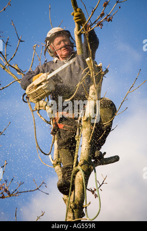 Tree surgeon climbing and cutting down a tree Stock Photo - Alamy