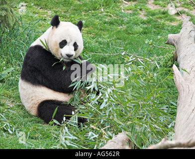 Giant Panda Eating Bamboo A panda sits in the grass munching the leaves of a stock of green bamboo Stock Photo