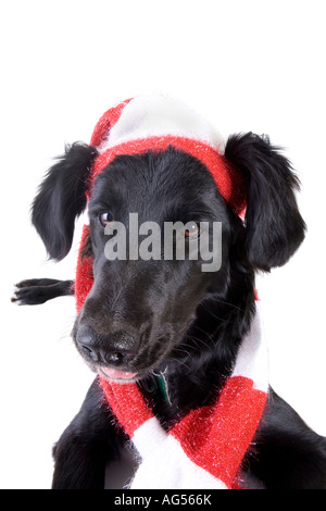 Black and white Border Collie cross dog wearing red and white hat and scarf isolated on white background Stock Photo