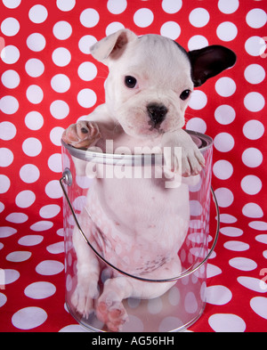 Black and white French Bulldog in a clear bucket on a red and white polka dotted background Stock Photo