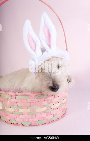 White Scottish terrier with Easter bunny ears in pink Easter basket on pink background Stock Photo