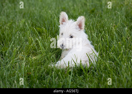 cute white scottish terrier puppy in the green grass Stock Photo