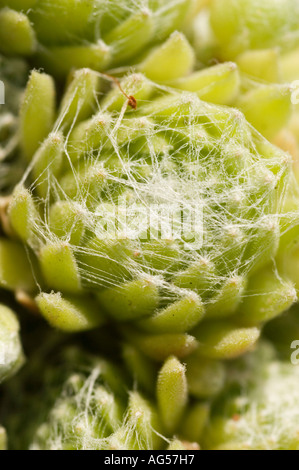 Macro of Sempervivum ciliosum subsp Borisii, a mountain rock garden plant from the Crassulaceae family with distinctive cobweb-like hairs. Stock Photo