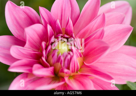 Pink flower closeup of Dalhia Compositae Dahlia Stock Photo