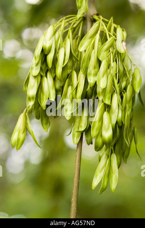 Seeds of Weeping Ash Oleaceae Fraxinus excelsior Pendula Stock Photo