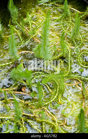Water plant common mare s tail Hippuridaceae Hippuris vulgaris Stock Photo